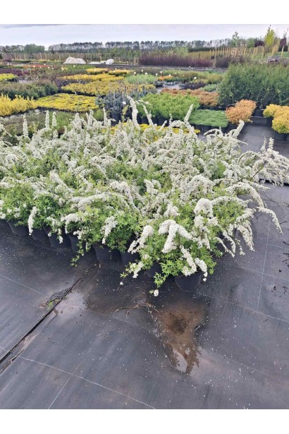 Спірея сіра Грефшейм в розсаднику